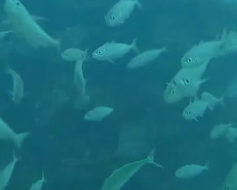 Underwater Cam Navarre Beach, FL