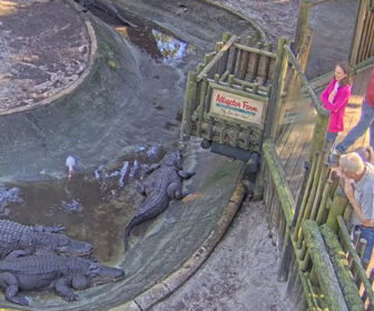 St. Augustine Alligator Farm Live Cam, Feeding Wildlife