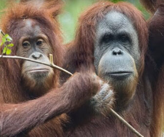 Live Orangutan Webcam at San Diego Zoo, Apes