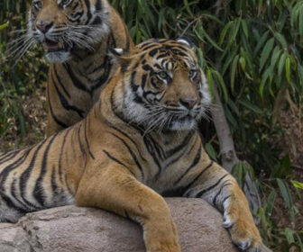 Live Tiger Webcam at San Diego Zoo, California